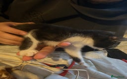 Bombay cats for sale: Kittens  - Image 6