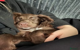 Sprocker dogs for sale: Male Chocolate Sproker - Image 3
