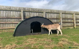 Goats livestock for sale: Nanny goat  - Image 5