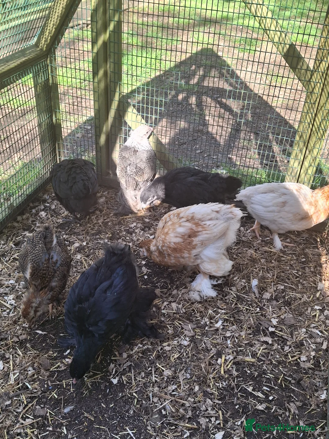Chickens poultry for sale: Beautiful pure Brahma and Braha cross chicks - Advert 1