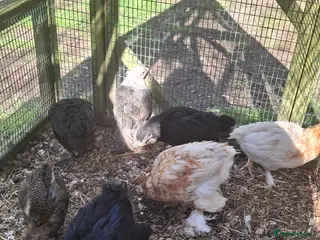 Chickens poultry Beautiful pure Brahma and Braha cross chicks - Advert 3