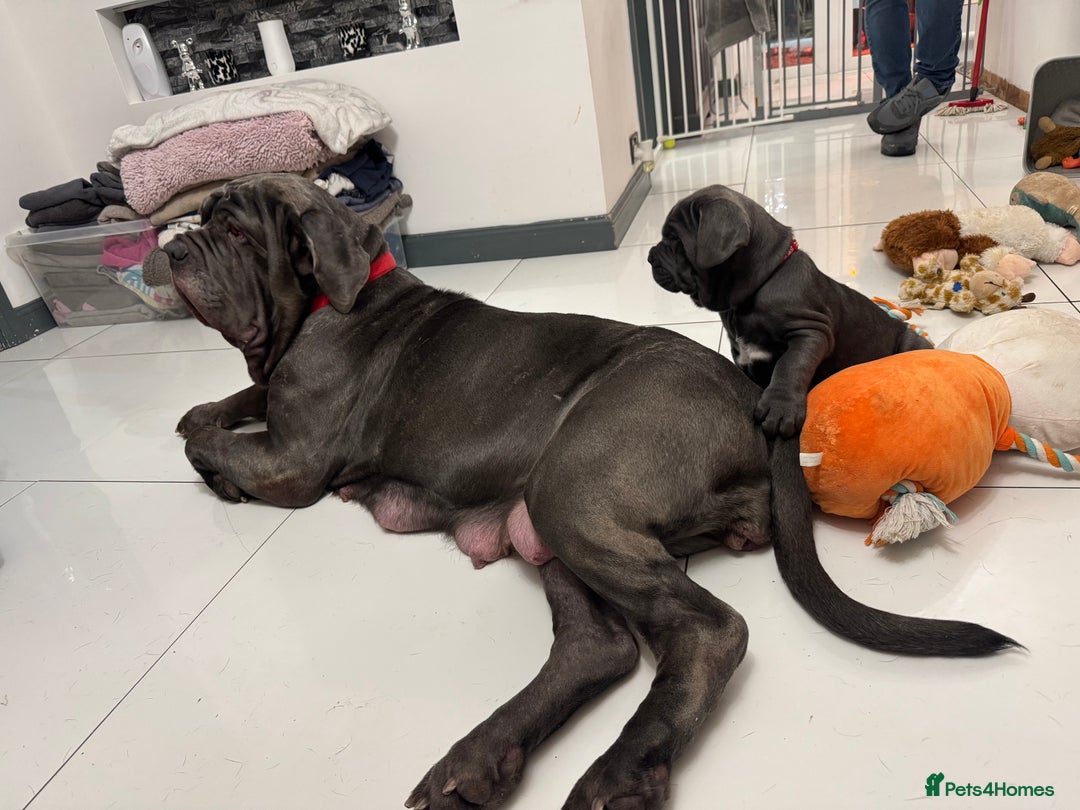 Mastiff dogs for sale: Mastiff puppies (Neapolitan) - Advert 5