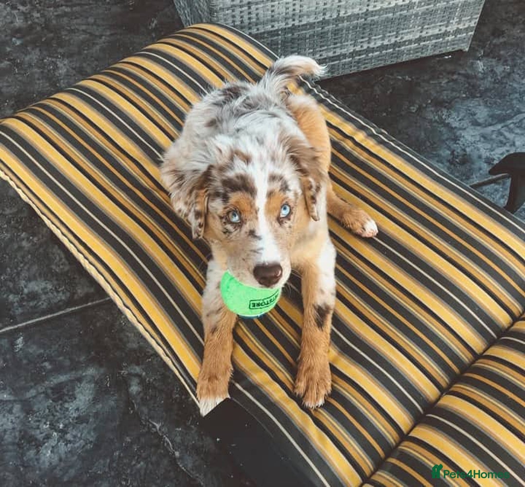 Australian Shepherd dogs for sale: Sweet Australian Shepherd dog - Image 4