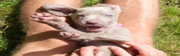 Weimaraner dogs for sale: Handsome male KC Registered Weimaraner pups  - Advert 17