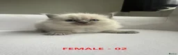 Ragdoll cats for sale: GCCF RAGDOLLS AVAILABLE in Bridgwater - Advert 5