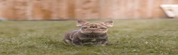 French Bulldog dogs for sale: QUALITY!! HEALTH CLEAR!! FRENCH BULLDOG PUPS!  in Durham - Advert 17