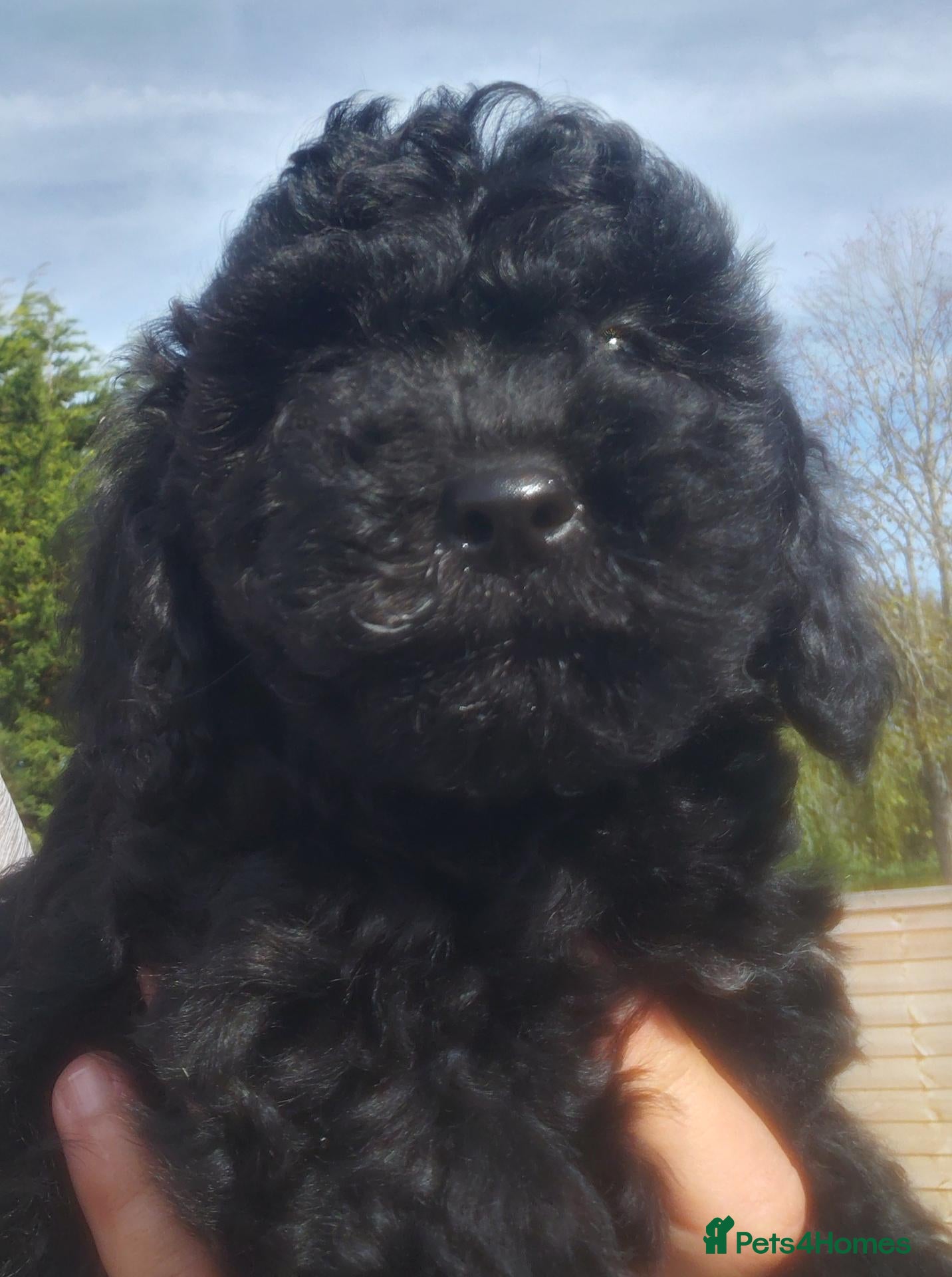 Jackapoo dogs Beautiful Fluffy Jack-A-Poo Puppies - Advert 2