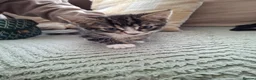 Mixed Breed cats for sale: 5 beutuful kittens are looking for their homes - Advert 6