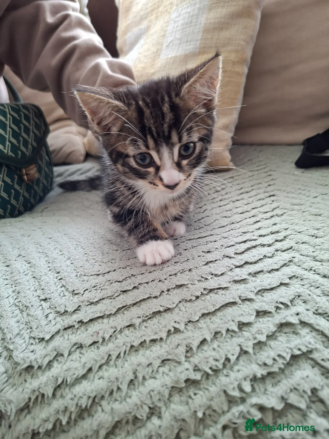 Mixed Breed cats for sale: 5 beutuful kittens are looking for their homes - Advert 6