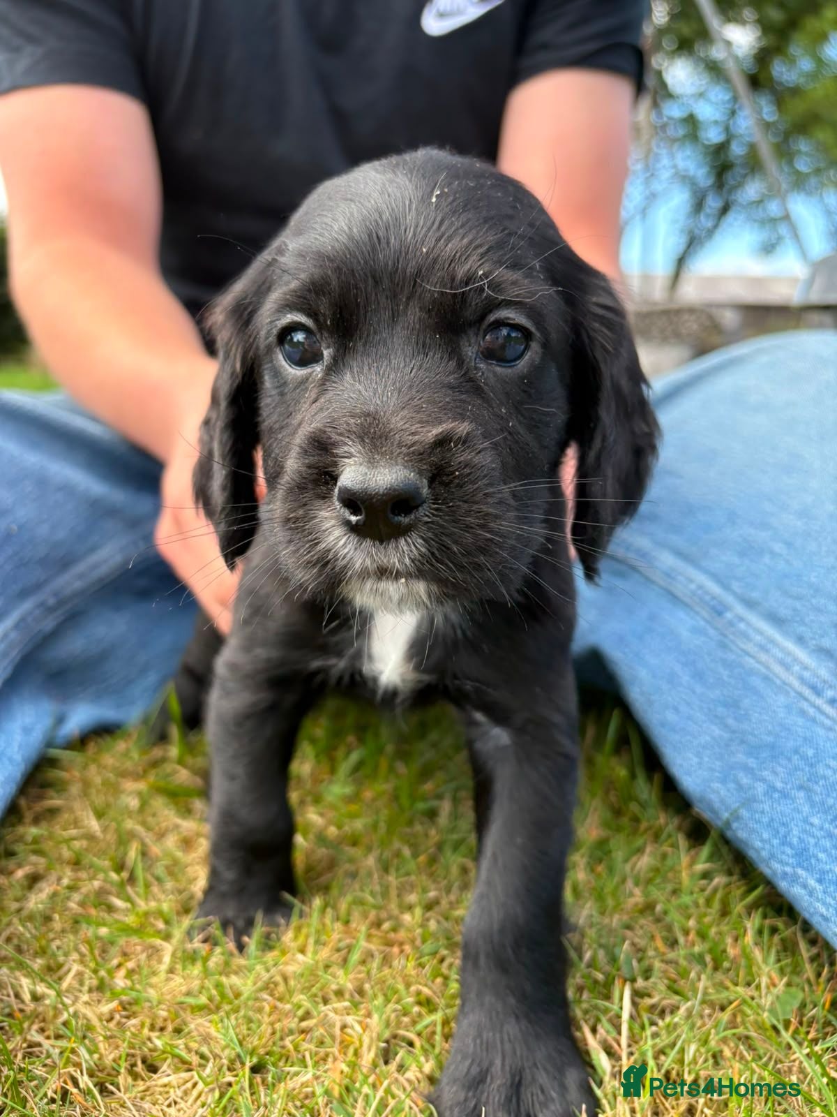 Cocker Spaniel dogs for sale: KC cocker spaniels - Advert 1