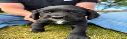 Cocker Spaniel dogs for sale: KC cocker spaniels - Advert 1