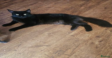 Maine Coon cats - Advert 9