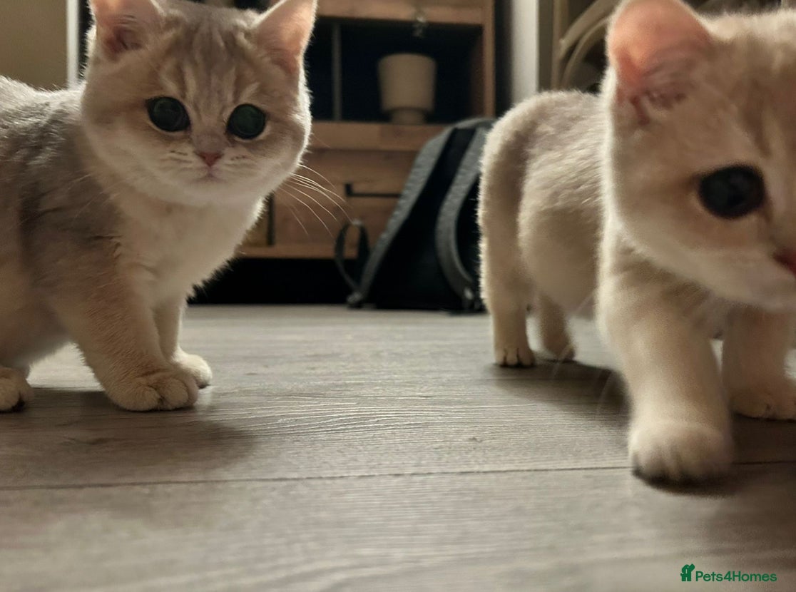 British Shorthair cats Pure beautiful British shorthair  - Advert 1
