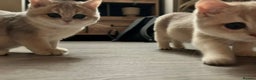 British Shorthair cats for sale: Pure beautiful British shorthair  - Advert 1