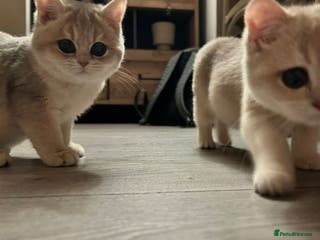 British Shorthair cats Pure beautiful British shorthair - Advert 1