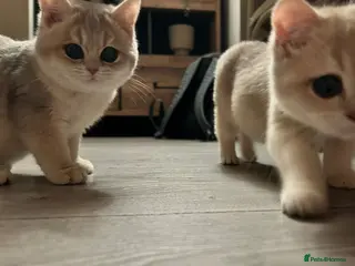 British Shorthair cats Pure beautiful British shorthair - Advert 5