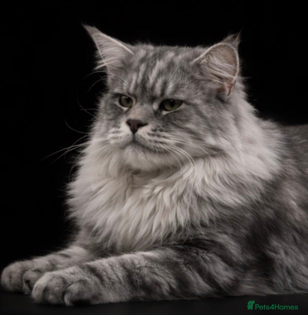 Maine Coon cats TICA champion and ICWW Maine Coon stud available  in Brighouse - Advert 18