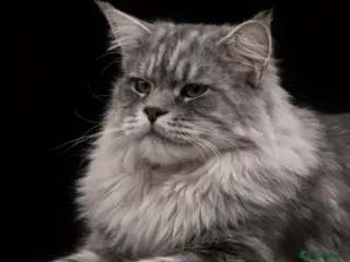 Maine Coon cats TICA champion and ICWW Maine Coon stud available in Brighouse - Advert 18