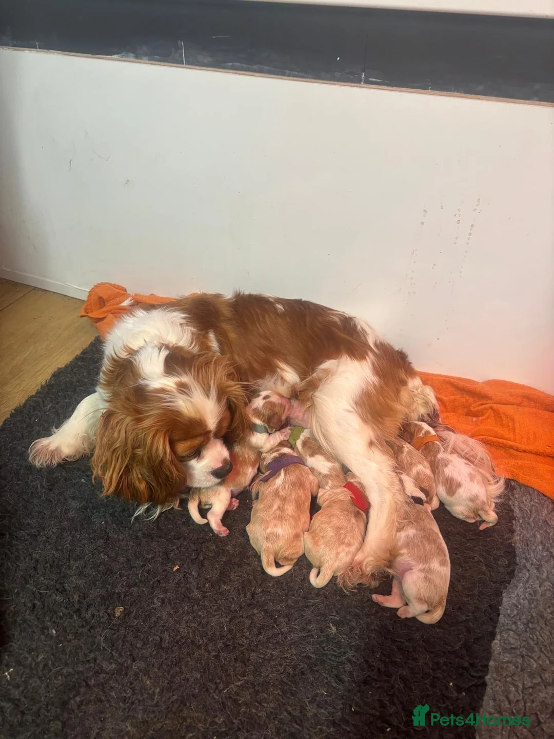 Cavalier King Charles Spaniel dogs for sale: 7 adorable KC registered puppies  - Advert 2