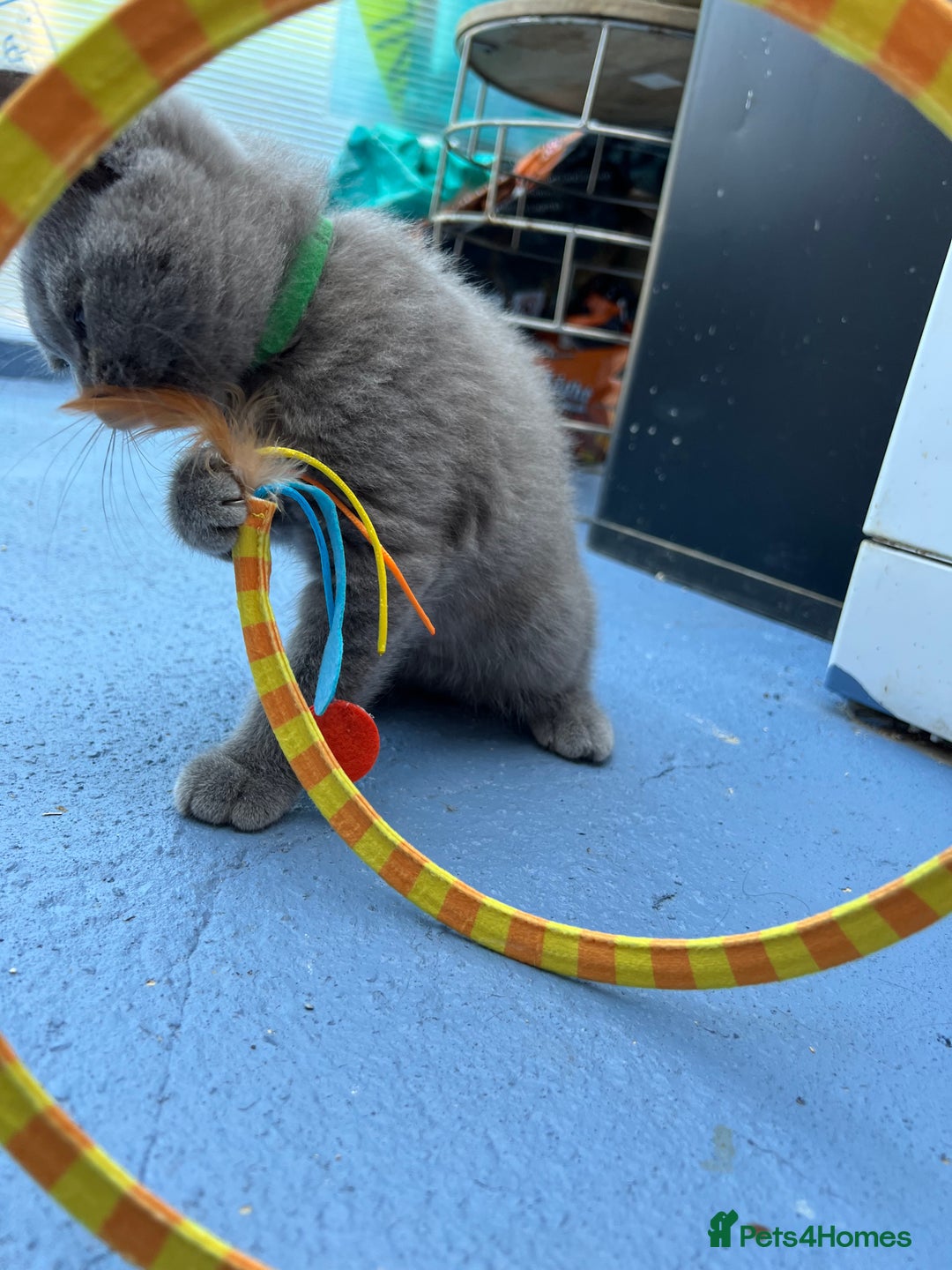 British Shorthair cats for sale: Four tiny heart-stealers looking for loving home - Image 18