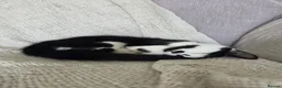 Domestic Shorthair cats for sale: Gorgeous black and white kitten called Jet - Advert 4