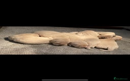 Golden Retriever dogs for sale: White Golden Retriever  - Image 5