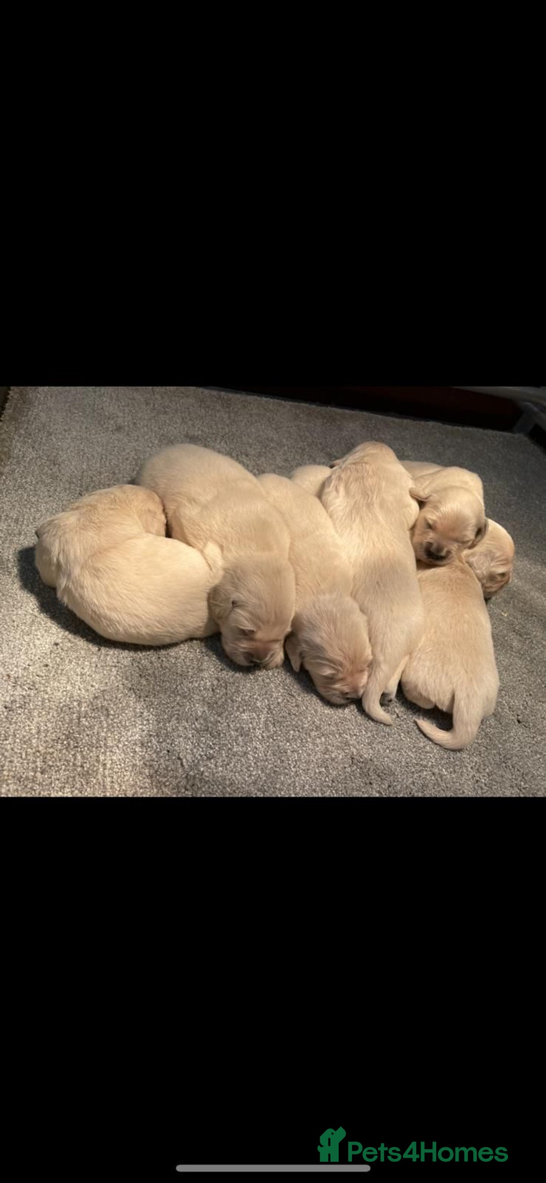 Golden Retriever dogs for sale: White Golden Retriever  - Image 5