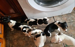 Jack Russell dogs for sale: Smooth coated Jack Russell dog pups - Image 3