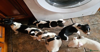 Jack Russell dogs - Advert 13