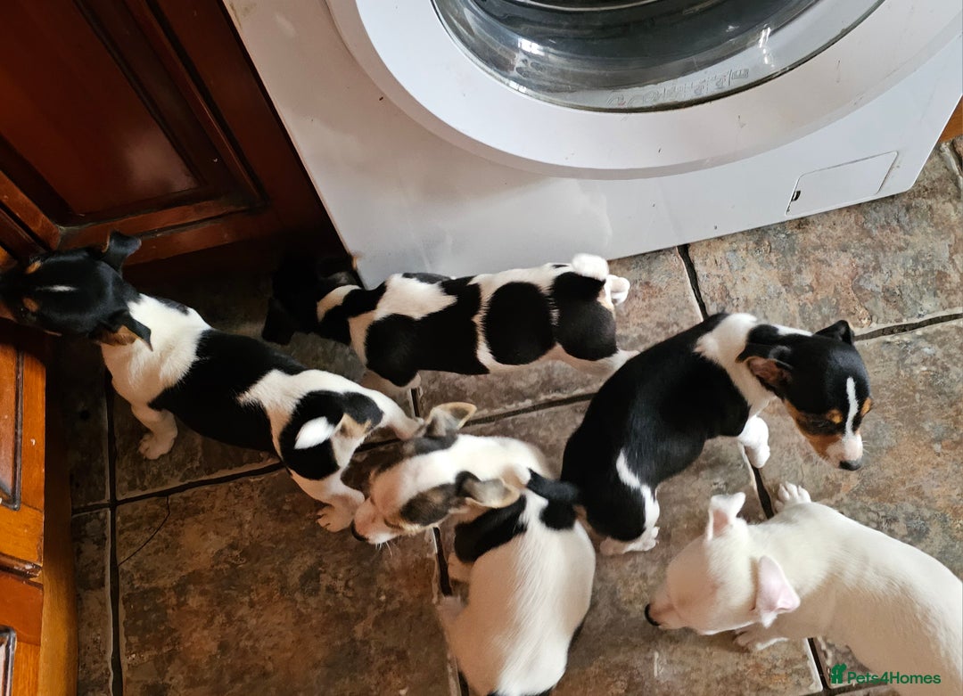 Jack Russell dogs for sale: Smooth coated Jack Russell dog pups - Image 3