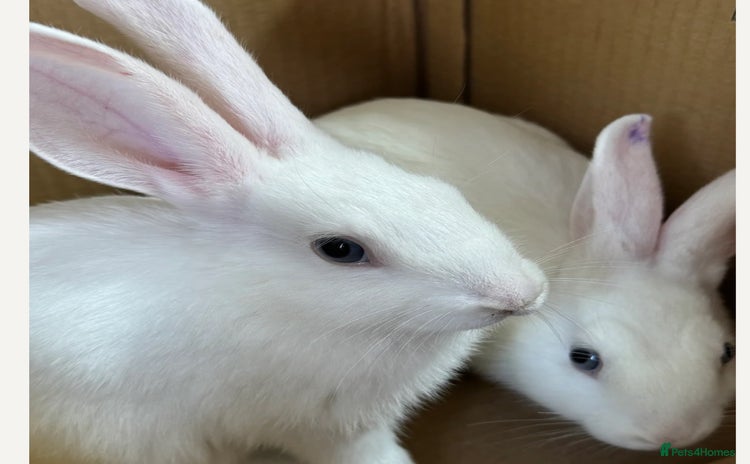 Mixed Breed rabbits - Advert 2