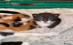 Domestic Shorthair cats for sale: Beautiful tuxedo boy - Image 14