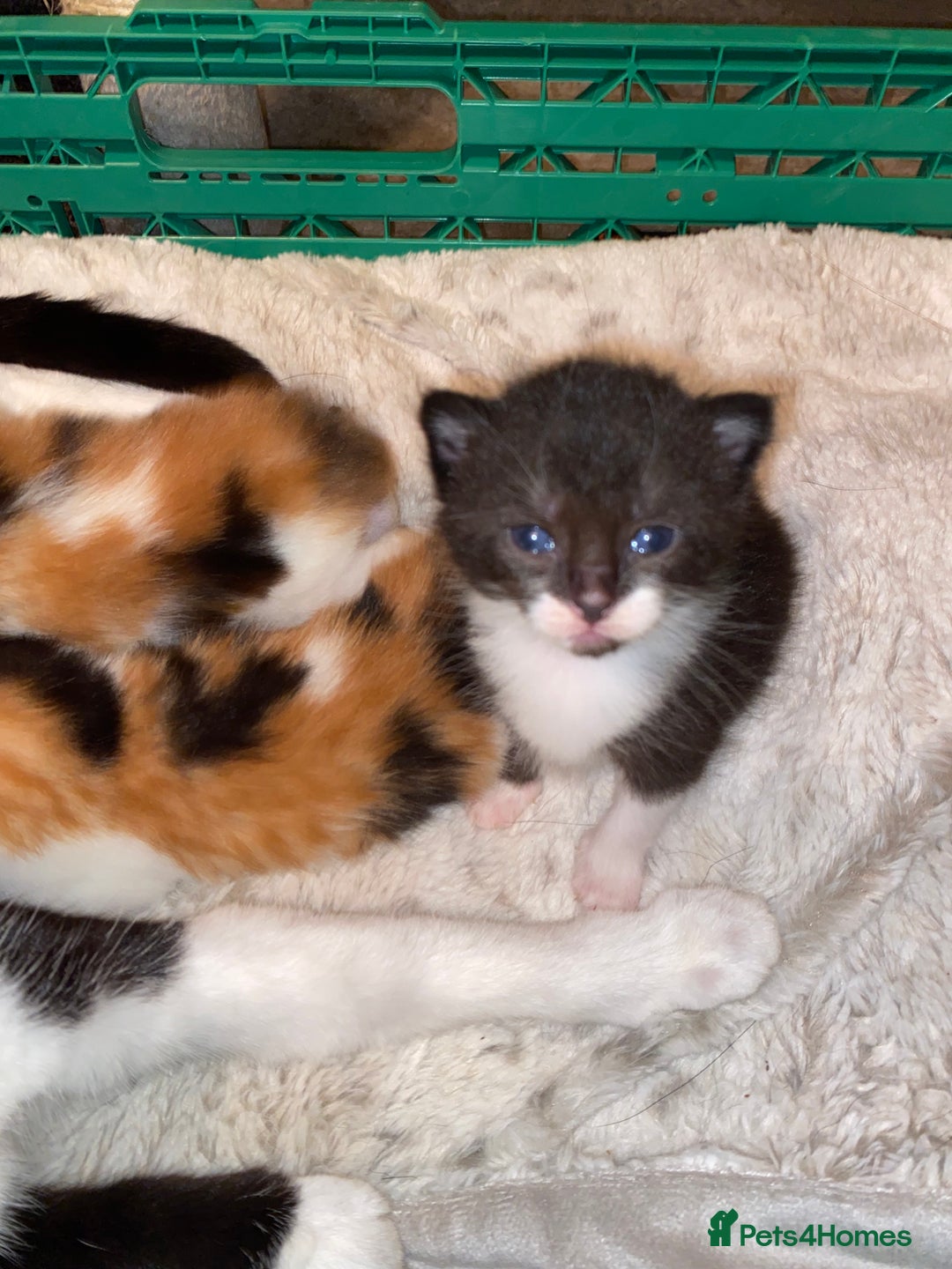 Domestic Shorthair cats for sale: Beautiful tuxedo boy - Image 14