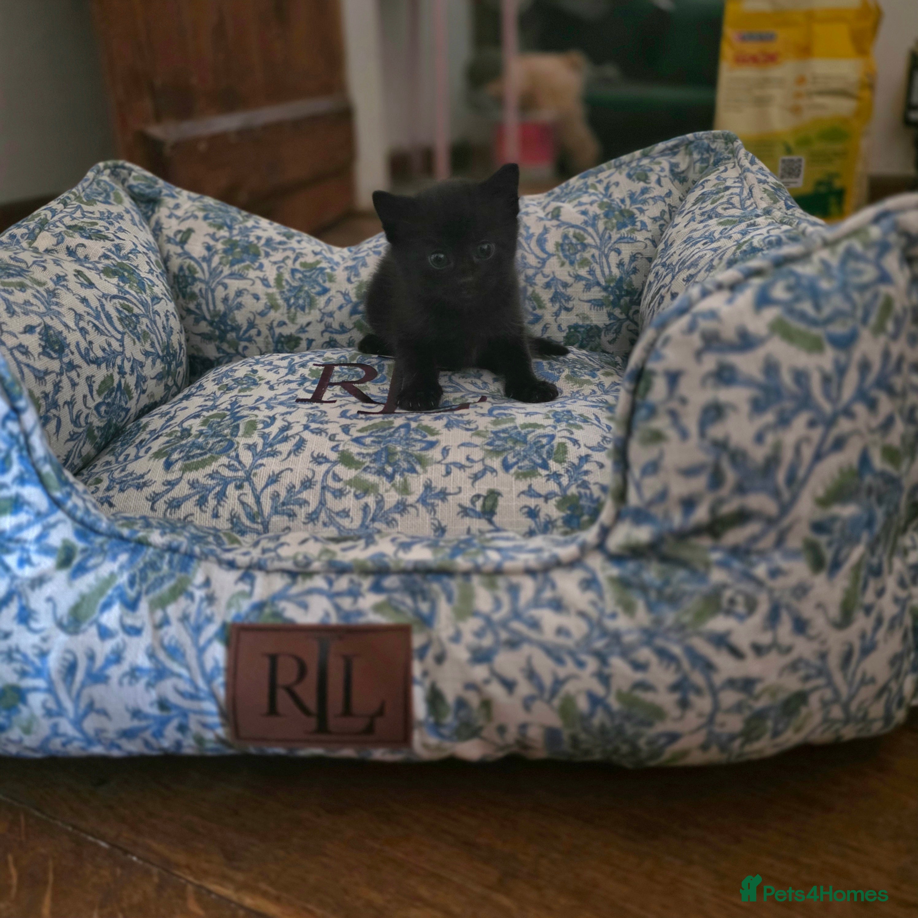 Mixed Breed cats Bengal-X Kittens  - Advert 9