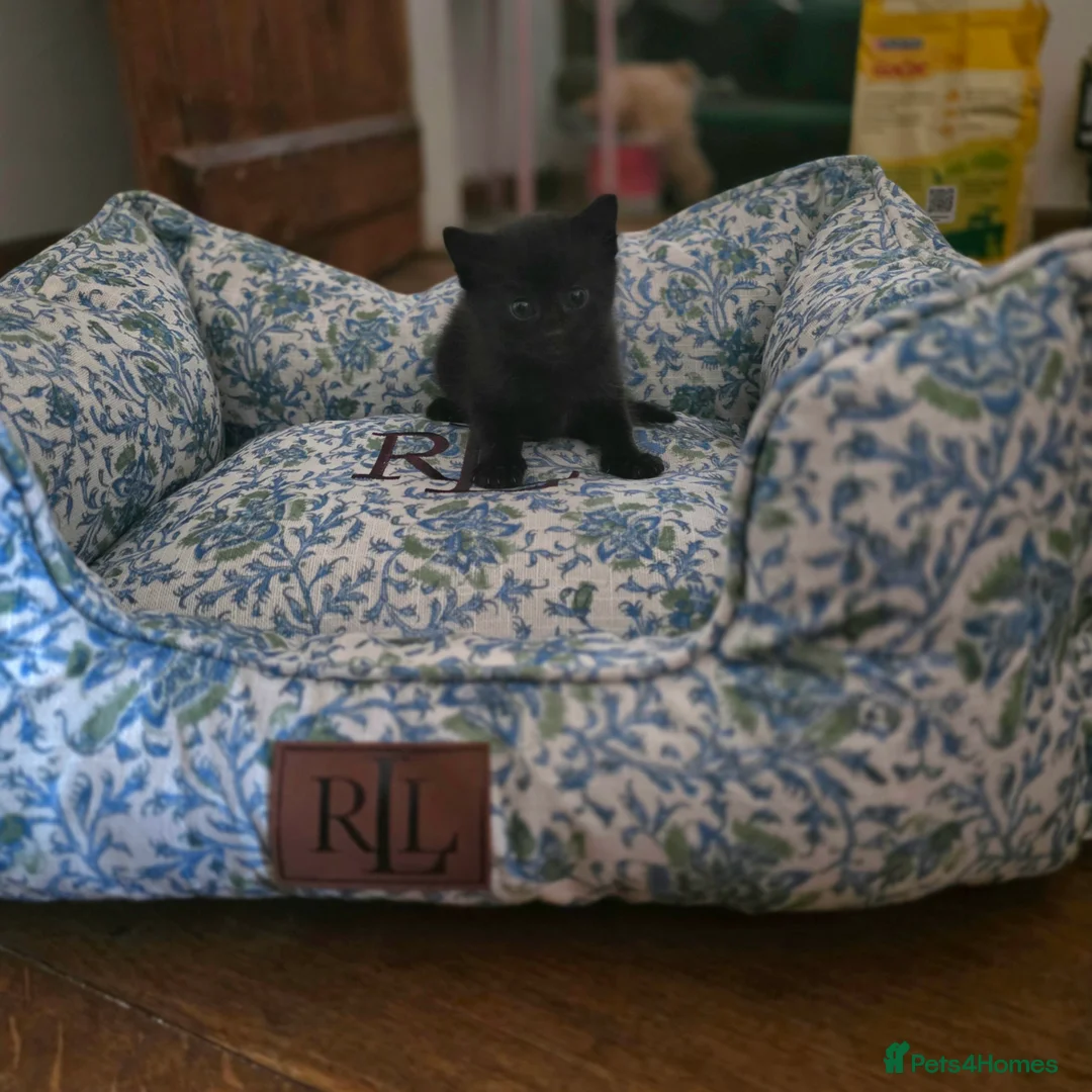 Mixed Breed cats for sale: Bengal-X Kittens  - Advert 1