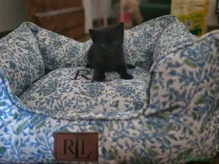 Mixed Breed cats Bengal-X Kittens - Advert 5