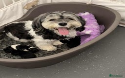 Lhasa Apso dogs for sale: Rare 5* Kyi-Leo Puppies ready for loving homes NOW - Image 1