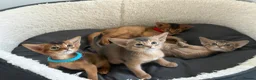 Abyssinian cats for sale:     Gorgeous kittens from champion parents 😽 - Advert 16