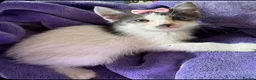 Mixed Breed cats for sale: Gorgeous blue and white kittens  - Advert 9