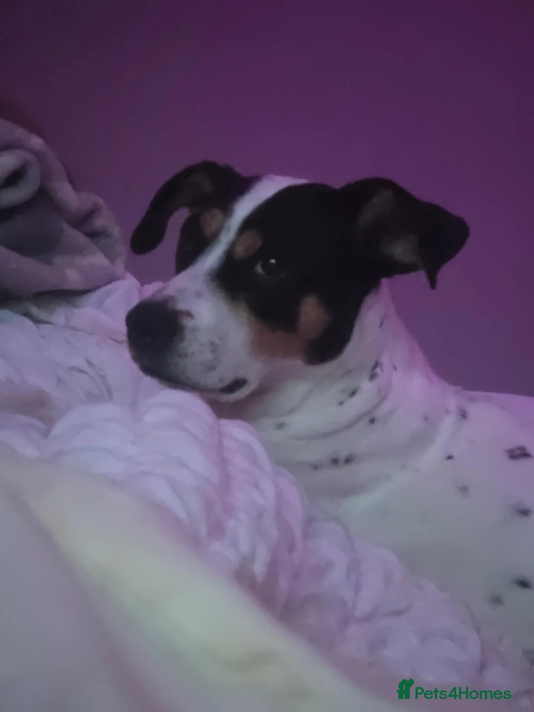 Mixed Breed dogs for sale: Jessica in Motherwell - Advert 5