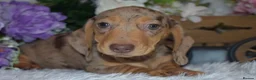 Miniature Dachshund dogs for sale: KC Miniature Dachshund Puppies - Advert 3