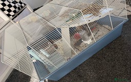 Hamster rodents for sale: Hamster with home and accessories  - Image 4