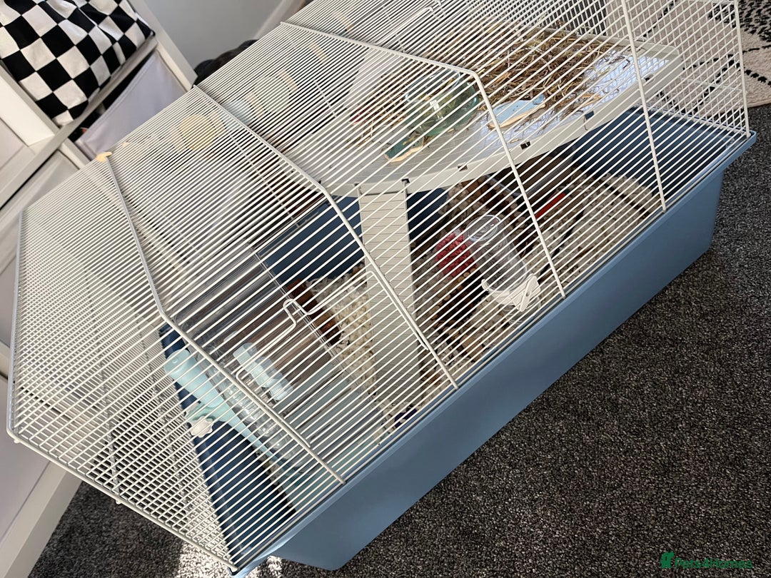 Hamster rodents for sale: Hamster with home and accessories  - Image 4