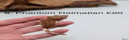 Gecko reptiles for sale: Stunning Mixed Morph Crested Gecko Babies! - Advert 9
