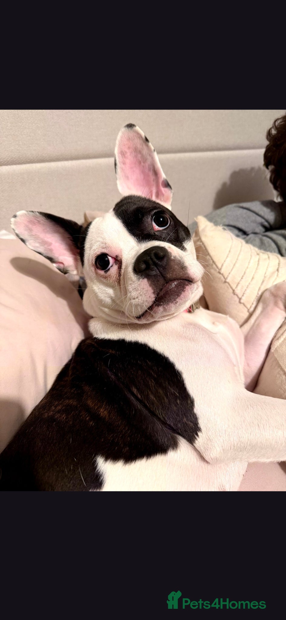 Mixed Breed dogs 8 month old Frenchie x staffie girl  - Advert 1