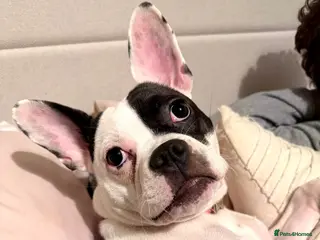 Mixed Breed dogs 8 month old Frenchie x staffie girl - Advert 1