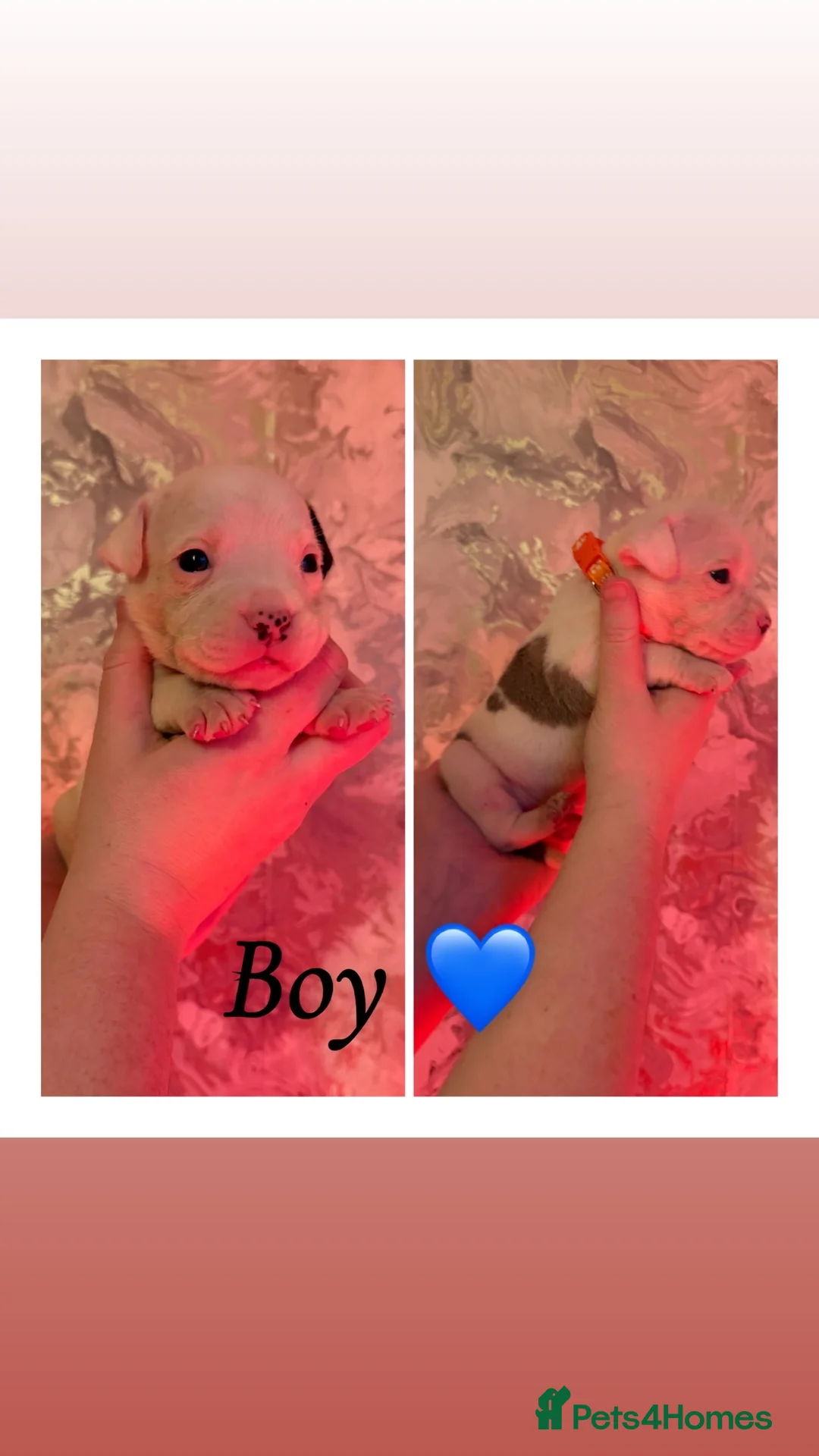 Alapaha Blue Blood Bulldog dogs for sale: Alapaha blue blood bulldog Puppies - Advert 6