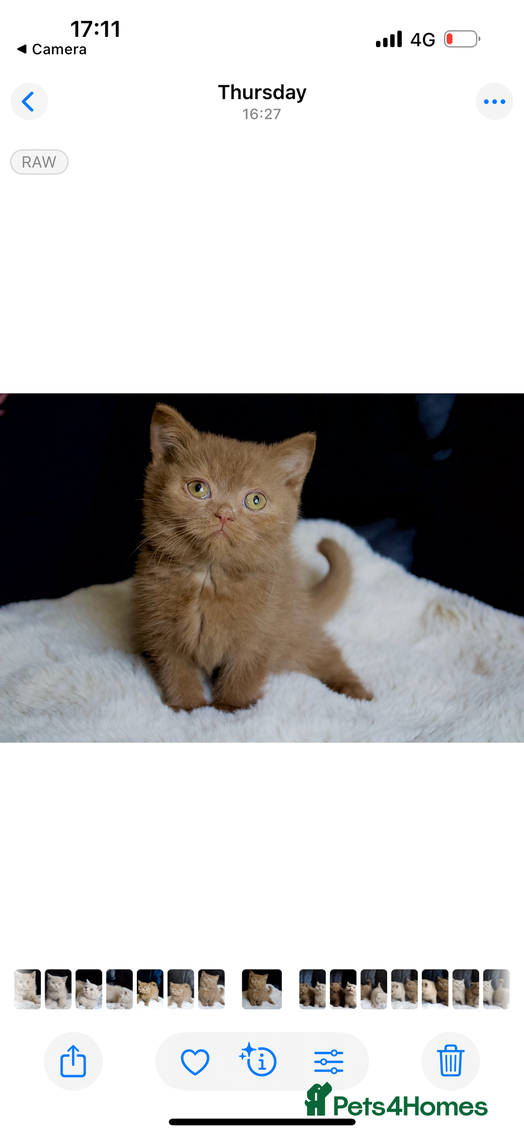Brazilian Shorthair cats for sale: Beautiful bsh kittens, looking for new homes.  - Image 2
