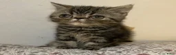 Exotic cats for sale: Exotic Persians - Advert 5