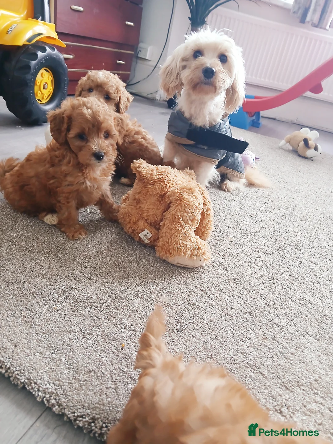 Maltipoo dogs for sale: F1B Maltipoo Puppies for Sale – 1 Boy, 3 Girls - Advert 13